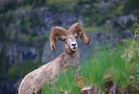10 ting du trenger å vite om Sierra Nevada-tykhornsauen