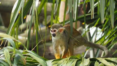 Squirrel Monkeys: Diversity and Conservation of the Saimiri Genus