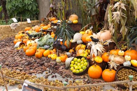 Harvest Season Around the World: 8 Culinary Traditions in September & October