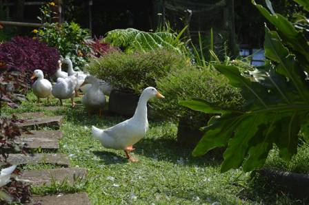 An In-Depth Guide to Duck Farming
