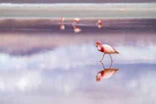 Hemmelighetene til den rosa fuglen: Overraskende flamingo-oppdagelser