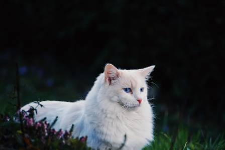 The Most Majestic Feline Companions