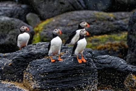 A Guide to Spotting Atlantic Puffins Along the Maine Coast
