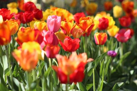 6 Most Stunning and Distinctive Types of Tulips