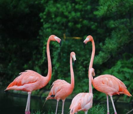 Flamingoer: De 7 mest ekstraordinære fakta om naturens rosa underverker