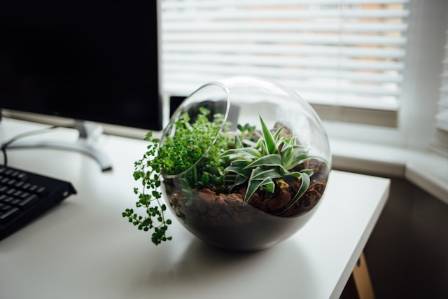 DIY Closed Terrarium: How to Create Your Own Bottle Garden