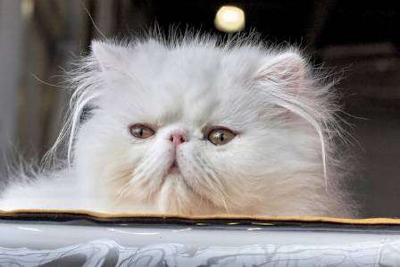 Topp 8 mest sosiale katteraser for familien din