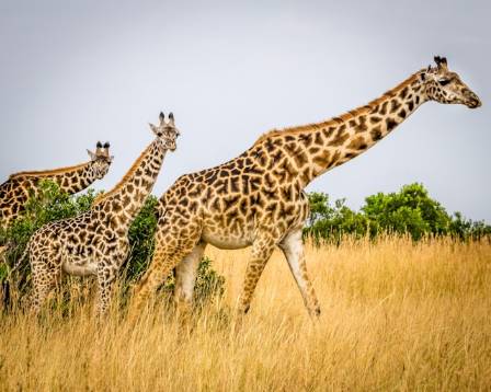 Essential Guide to Giraffes: Remarkable Insights