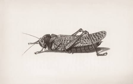 Kunstnerisk guide til å illustrere insekter med grafitt