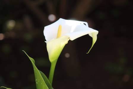 How to Plant and Cultivate Calla Lilies for Striking Blooms Indoors or Outdoors