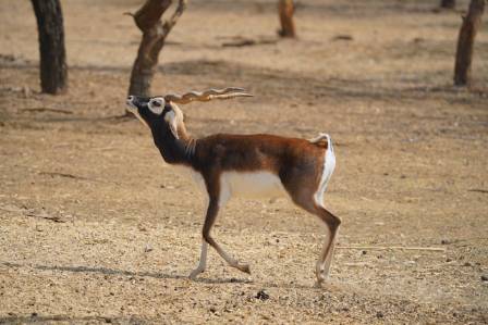 The Blackbuck India’s Iconic Antelope Facts Habitat and Significance