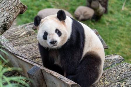 Giant Panda Conservation: A Monumental Journey of Science, Cooperation, and Truth