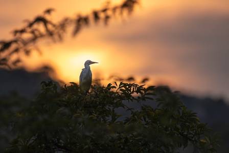 Fem spennende sannheter om den elegante egretten