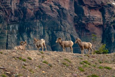 Ti fascinerende egenskaper ved tykkhornsauer