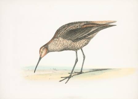 En historie du må vite om den røde fuglen