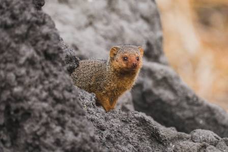 Oversikt over dvergmongoster