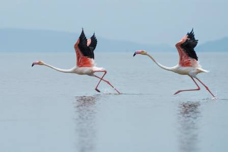 Flamingo Conservation & Research: Status, Protection, and Captive Breeding