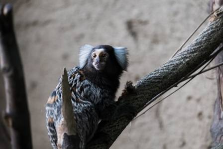 4 ting du trenger å vite om silkeaper