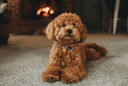 A Complete Guide to Poodles: Temperament Care and Living With This Breed