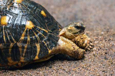 7 fascinerende fakta om skilpaddeskjell