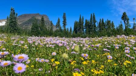 Top 7 Stunning Wildflower Destinations to Visit in 2025