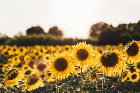 Sunflower: History, Uses, and Plant Details